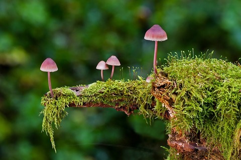 mushroom-2798150_640