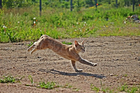 cat-2372152_640