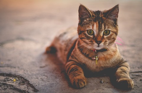 cat-1245673_640