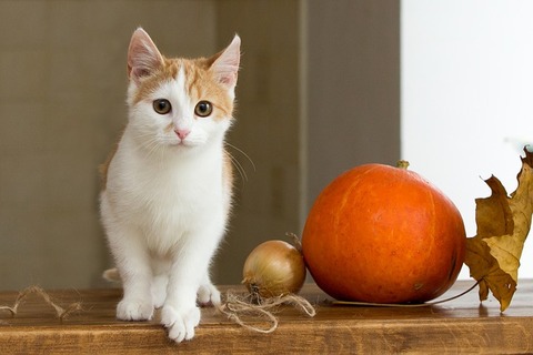 cat-2908286_640