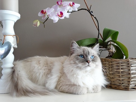 cat-1726023_640