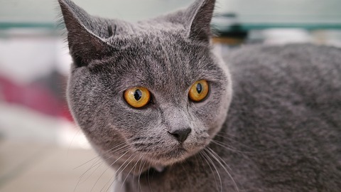cat-mia-703414_640