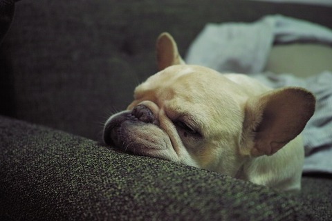 franch-bulldog-1016912_640