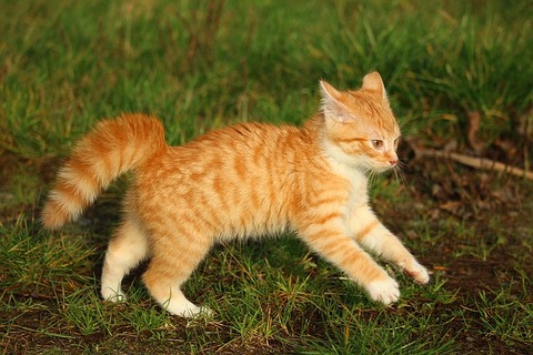 kitten-1075168_640
