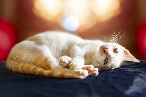 cat-3689952_640