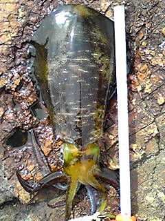 CACQOWEV