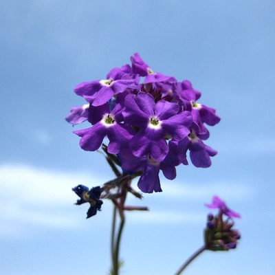 20180527_SKY&FLOWER