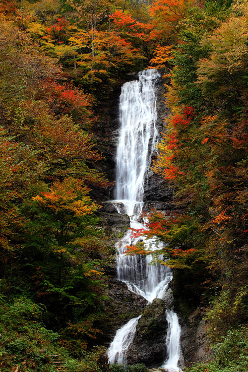 開田高原紅葉だより4