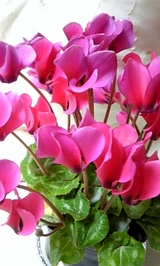cyclamen