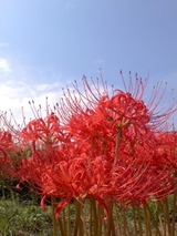 彼岸花