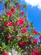 hibiscus