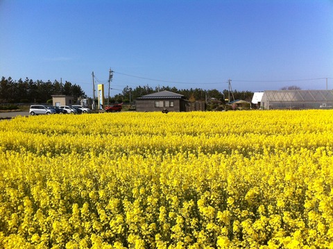 菜の花畑２