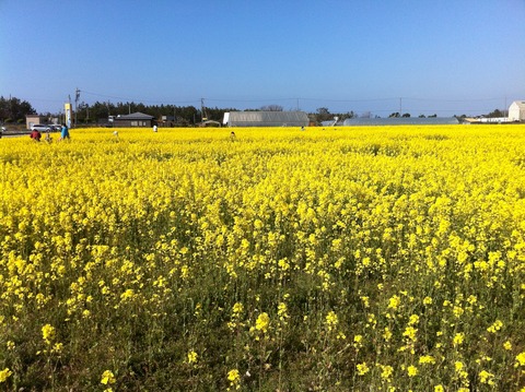 １菜の花畑