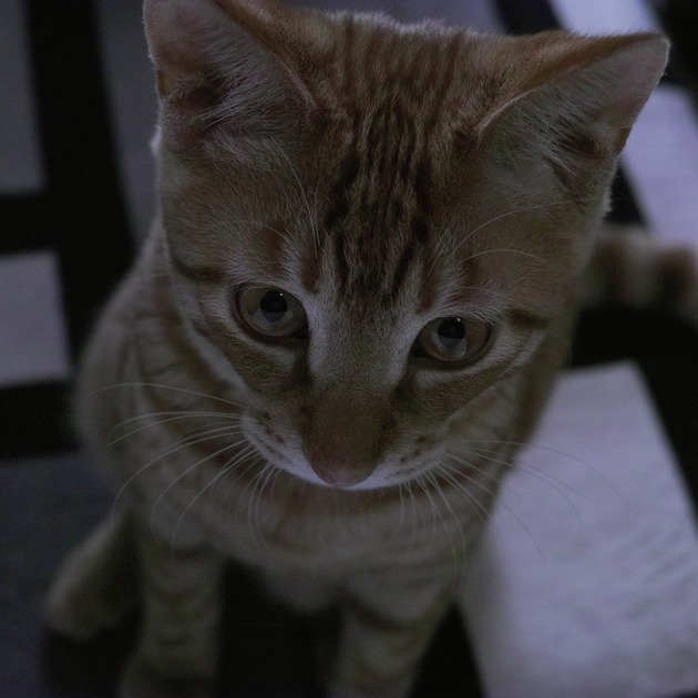 虎之助 2016 1225 SIGMA DP2 Q_P2Q2561