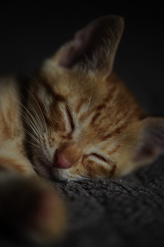 toranosuke _DSC0914