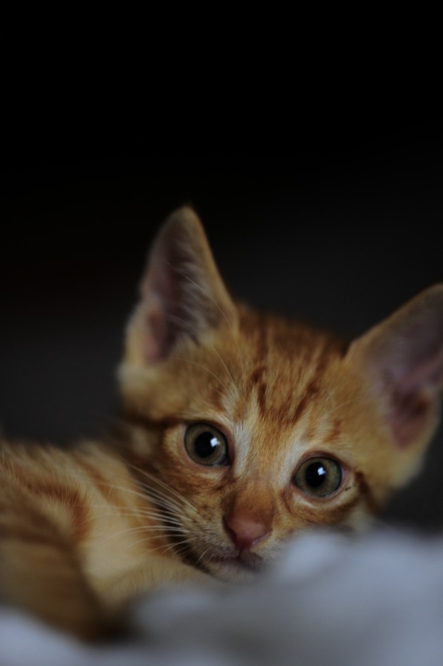 toranosuke_DSC0879