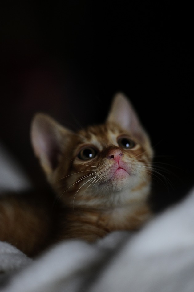 toranosuke_DSC0823