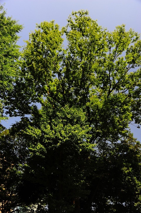 AFF3 0730_DSC0583