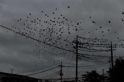 AFF1 _DSC0264