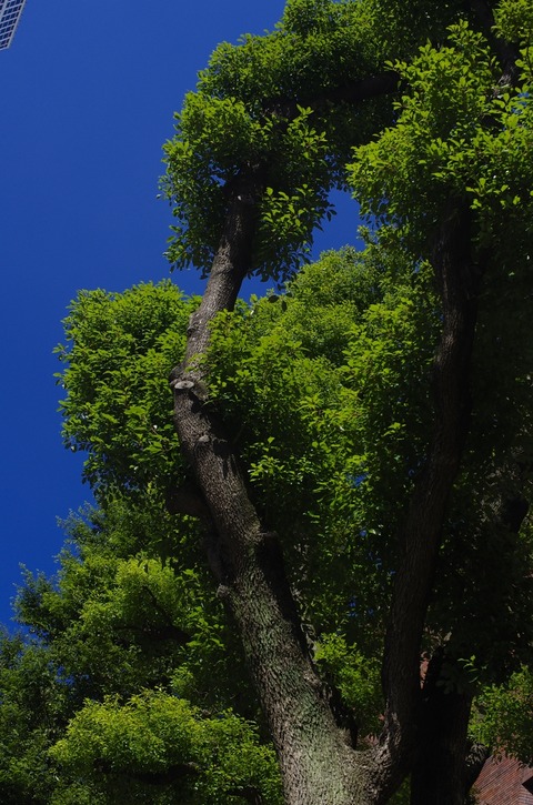 AFF1 _IGP0924