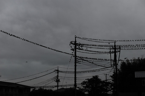 AFF1 _DSC0231