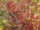 蕎麦1