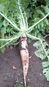 P1000003