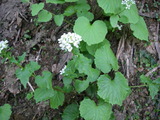 山古志のワサビの花