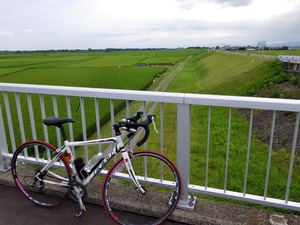 阿賀野川河川敷の田んぼは青々としていた