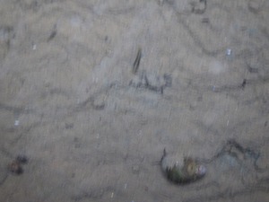 ヌマエビとタニシ