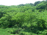 新緑萌える栃尾、大平山付近