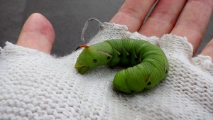 スズメガの幼虫