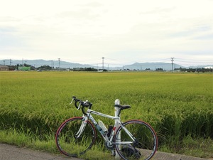 亀田の田んぼ