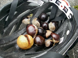 トチノキの実