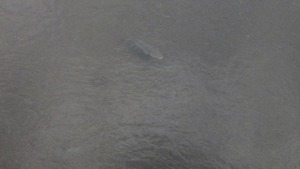 安野川のボラ