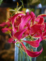 gloriosa