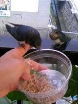 tubame07132009g
