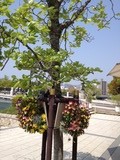 04232012CaffePonteN
