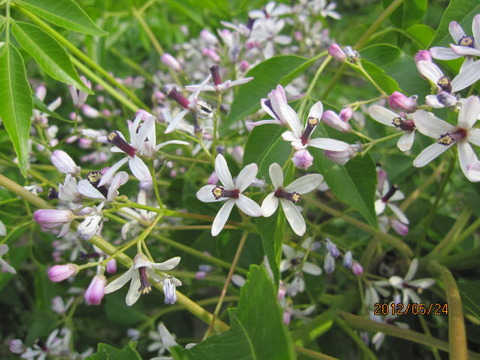 センダンの木の花 : 阪神間の植物