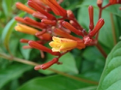 レッドベルブッシュ(花)