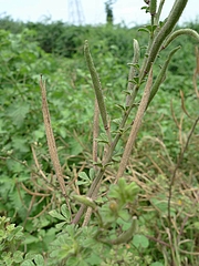 ヒメフウチョウソウ/Cleome viscosa(実全体)
