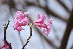 タベブイア・インペティギノーサ(花)