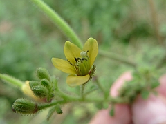 ヒメフウチョウソウ/Cleome viscosa(花)