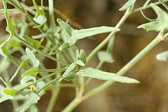 ルメクス・ハストゥス/Rumex hastatus (葉)