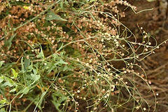 ルメクス・ハストゥス/Rumex hastatus (全体)
