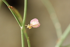ルメクス・ハストゥス/Rumex hastatus (花)