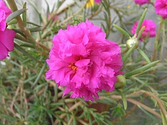 マツバボタン(花)