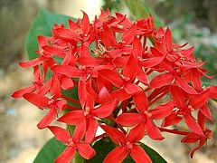 ベニデマリ(花)