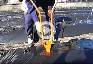 玉ねぎの植え付け動画