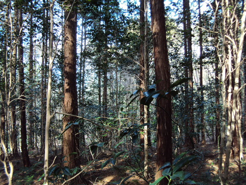DSC00751間伐前2011-1-11